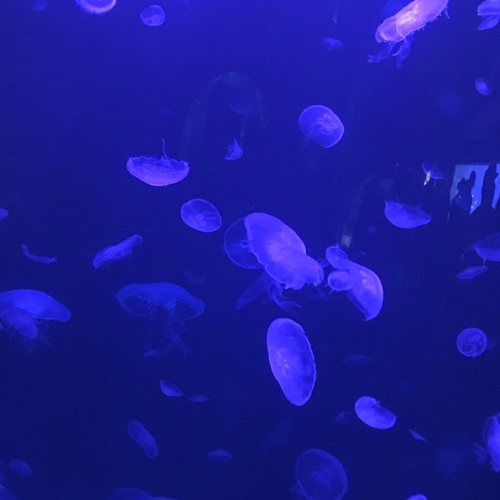 Meet your Posher, Gabriela